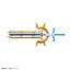 Bandai 4573102688521 Figure-rise Standard Amplified KAISERGREYMON