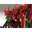 Bandai 4573102632050 [Event Limited] RG 1/144 Sinanju [Clear Color] Gundam plastic model
