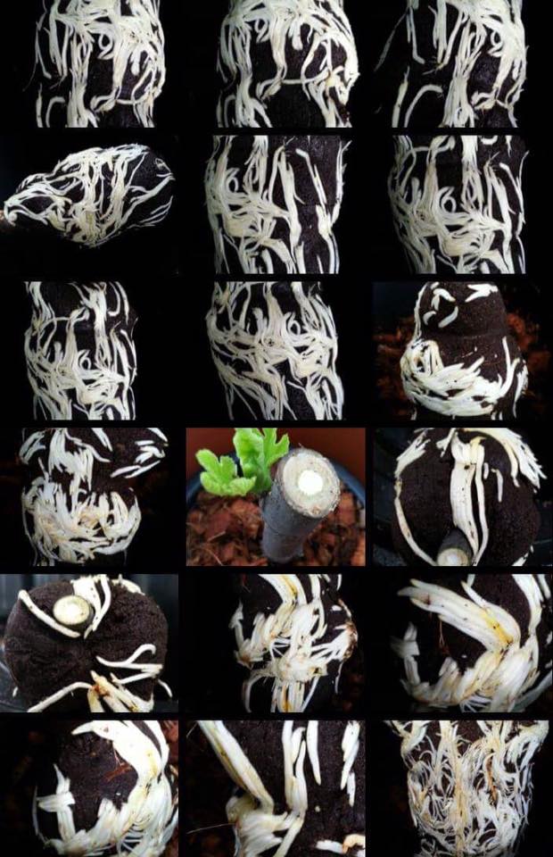 Amazing Gro เจลเร่งราก150ml