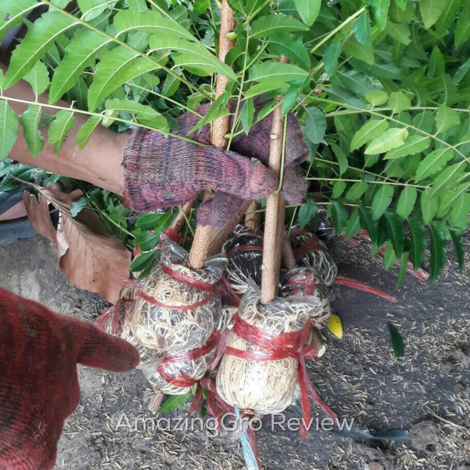 Amazing Gro เจลเร่งราก150ml