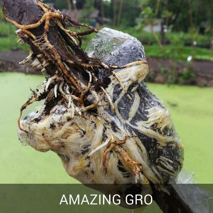 Amazing Gro เจลเร่งราก150ml
