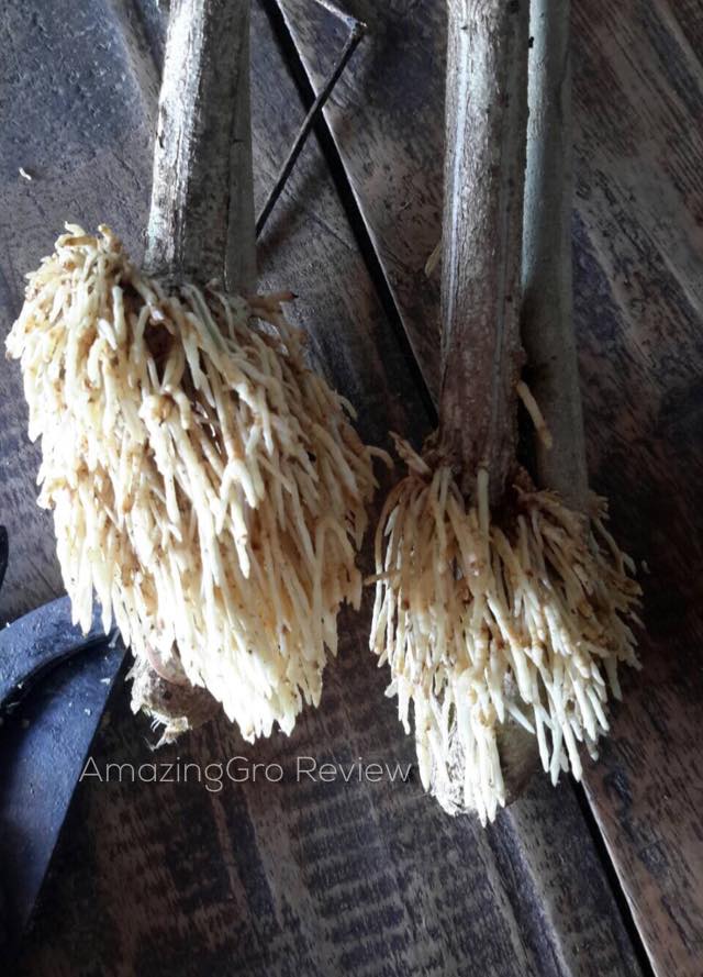 Amazing Gro เจลเร่งราก150ml