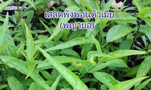 ยาหม่องพญายอ สมุนไพรคงคา 50 กรัม ถอนพิษแมลงกัดต่อย แก้เปวดเมื่อย