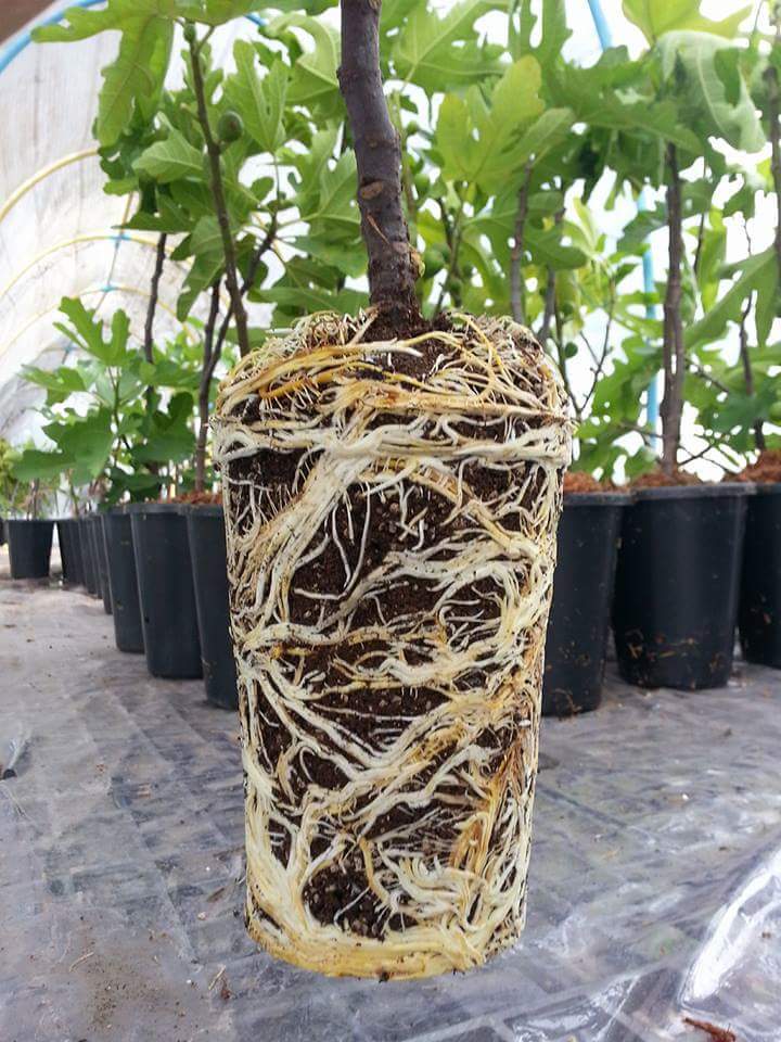 Amazing Gro เจลเร่งราก150ml