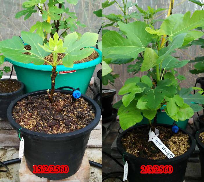 GH ฮอร์โมนเพื่อการเจริญเติบโต 25ml