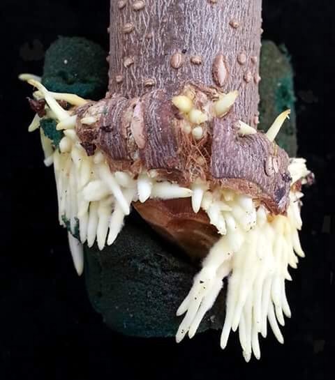 Amazing Gro เจลเร่งราก150ml