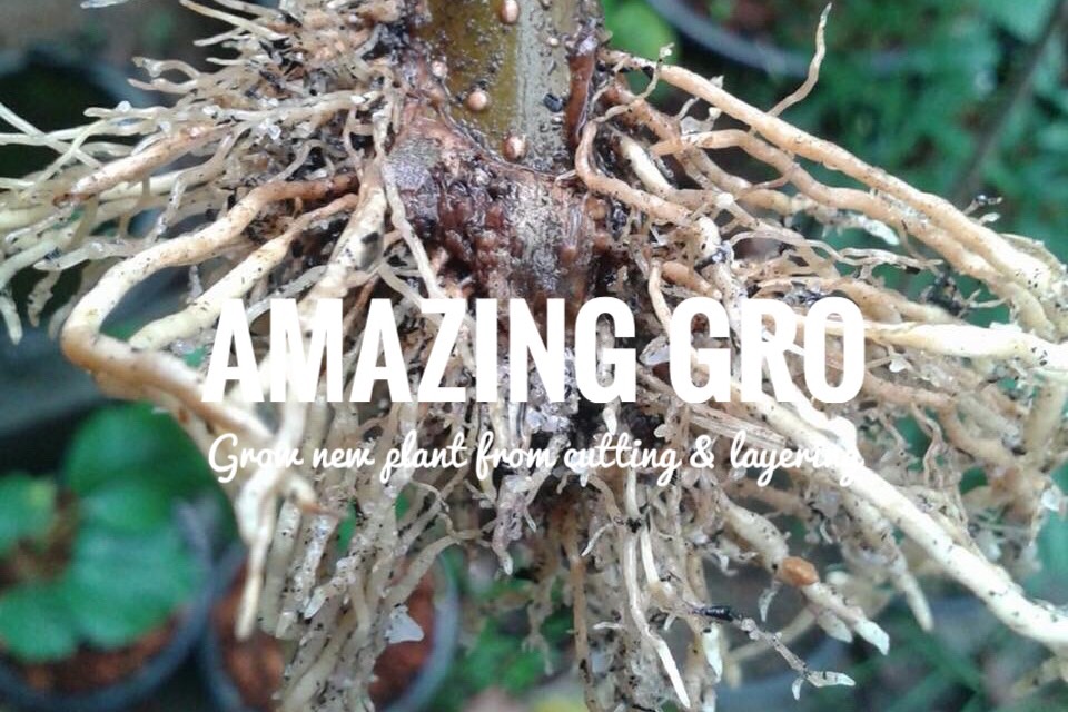 Amazing Gro