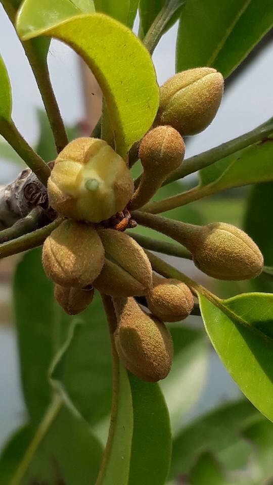 GH ฮอร์โมนเพื่อการเจริญเติบโต 25ml