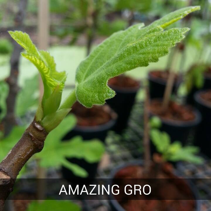 Budpaste Hormone เจลป้ายตาเร่งยอด10กรัม