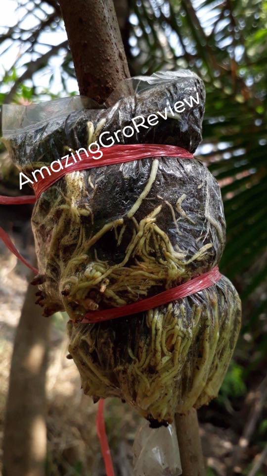 Amazing Gro เจลเร่งราก150ml