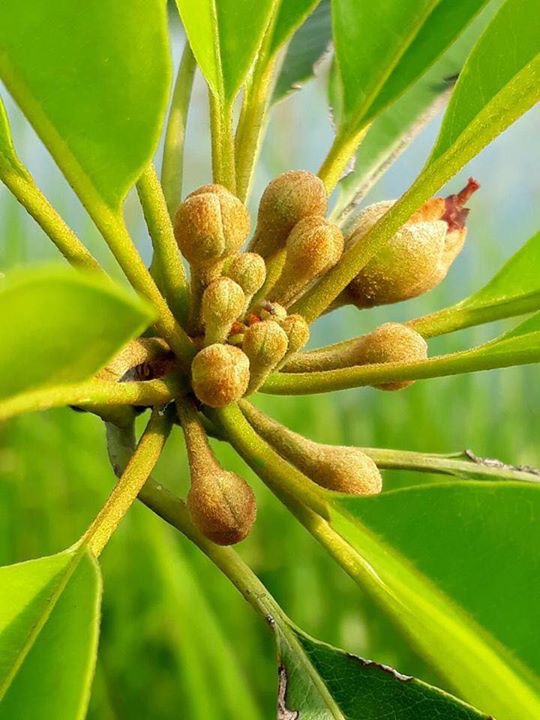 GH ฮอร์โมนเพื่อการเจริญเติบโต 25ml