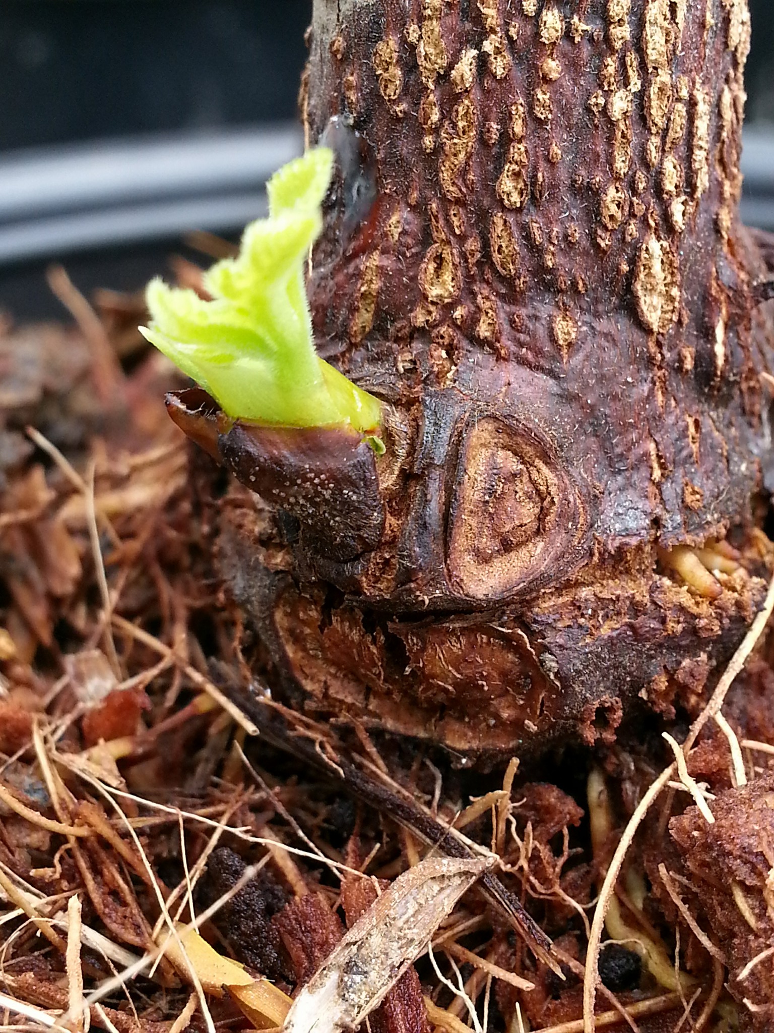 Budpaste Hormone เจลป้ายตาเร่งยอด10กรัม