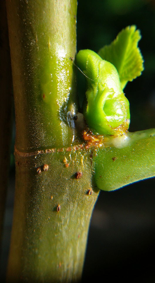 Budpaste Hormone เจลป้ายตาเร่งยอด10กรัม