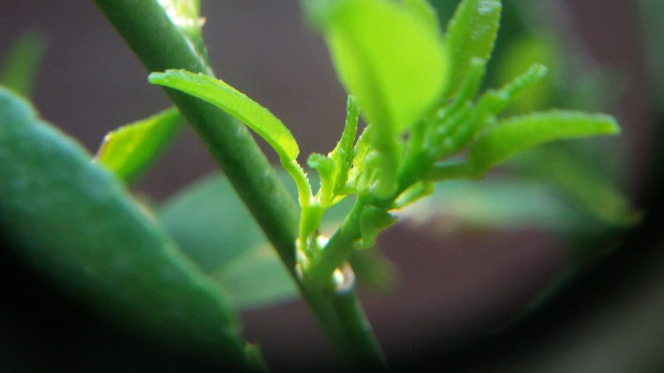 Budpaste Hormone เจลป้ายตาเร่งยอด10กรัม