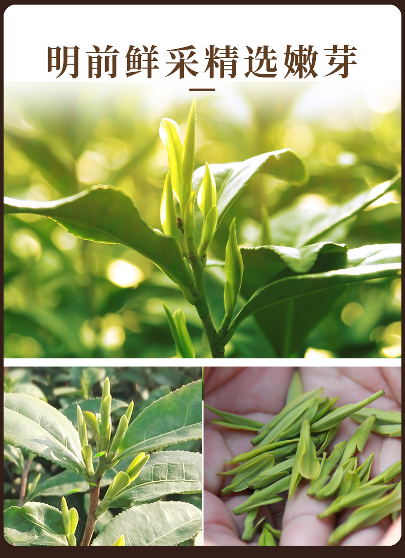 ชาหลงจิ่ง YiBeiXiang กล่องเหล็ก - ชาที่เซียวจ้านดื่ม (ขนาด 250 กรัม)