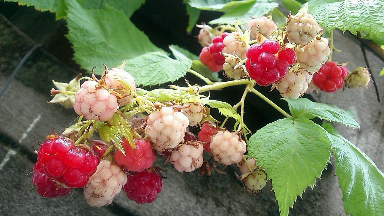 GH ฮอร์โมนเพื่อการเจริญเติบโต 25ml