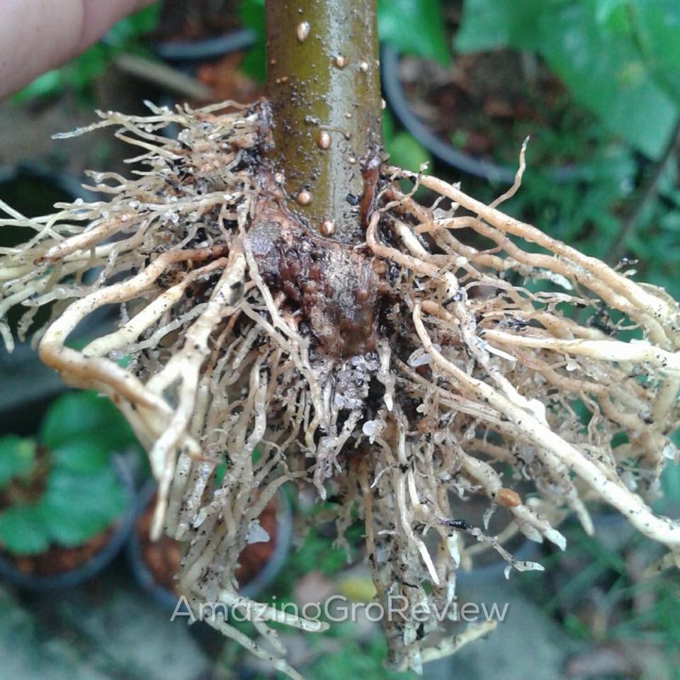 Amazing Gro เจลเร่งราก150ml