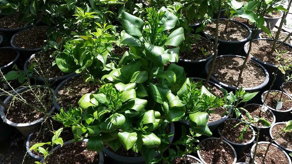 GH ฮอร์โมนเพื่อการเจริญเติบโต 25ml