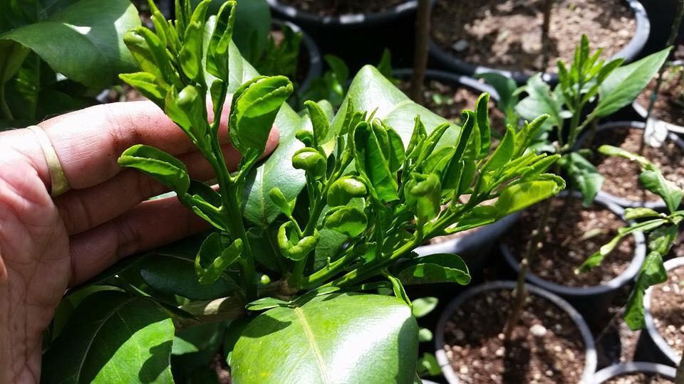 GH ฮอร์โมนเพื่อการเจริญเติบโต 25ml