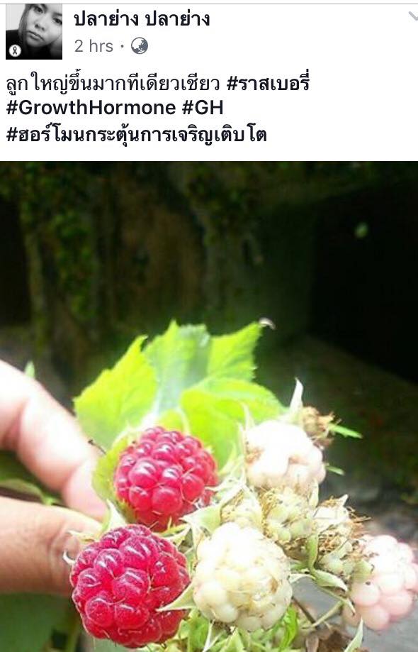 GH ฮอร์โมนเพื่อการเจริญเติบโต 25ml