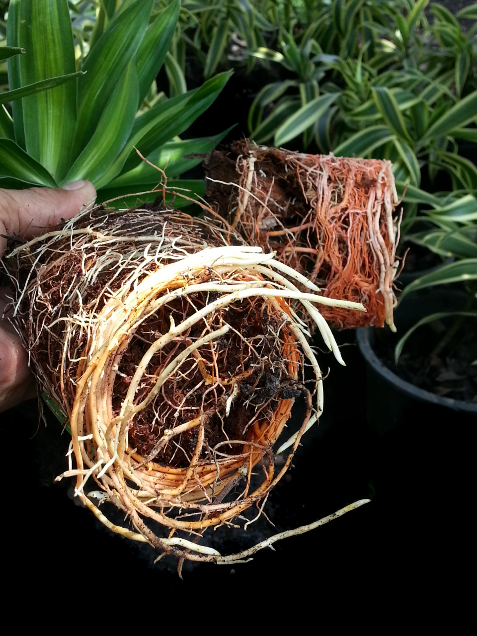 Amazing Gro เจลเร่งราก150ml