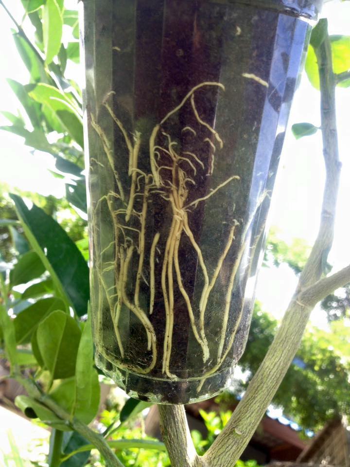 Amazing Gro เจลเร่งราก150ml