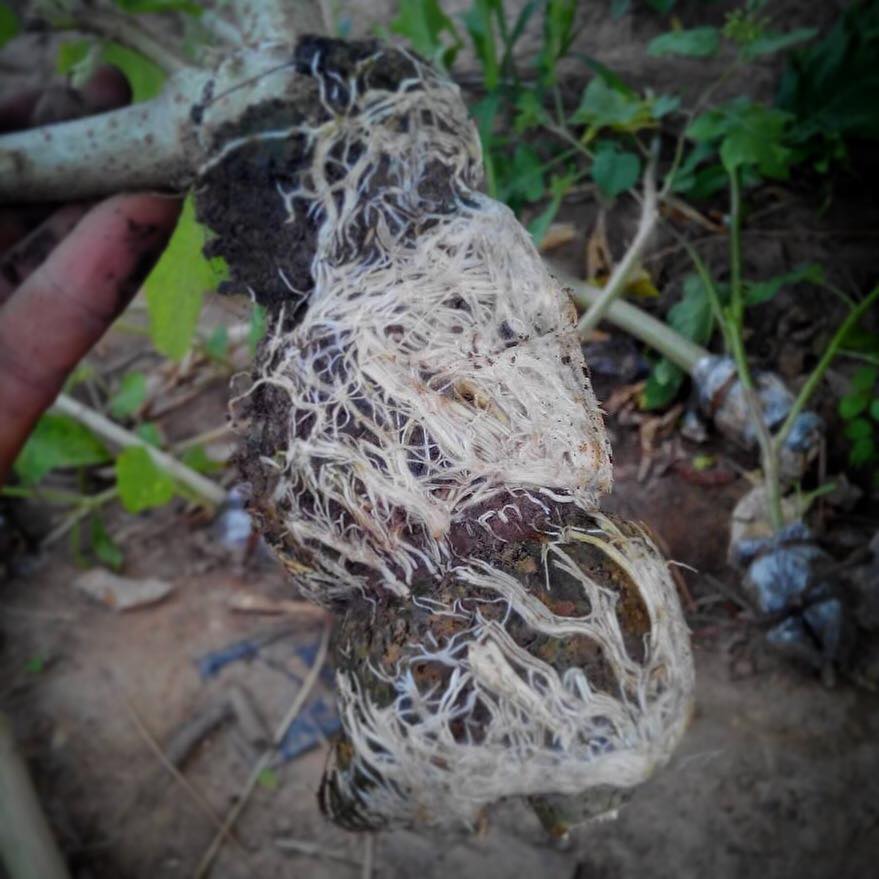 Amazing Gro เจลเร่งราก150ml