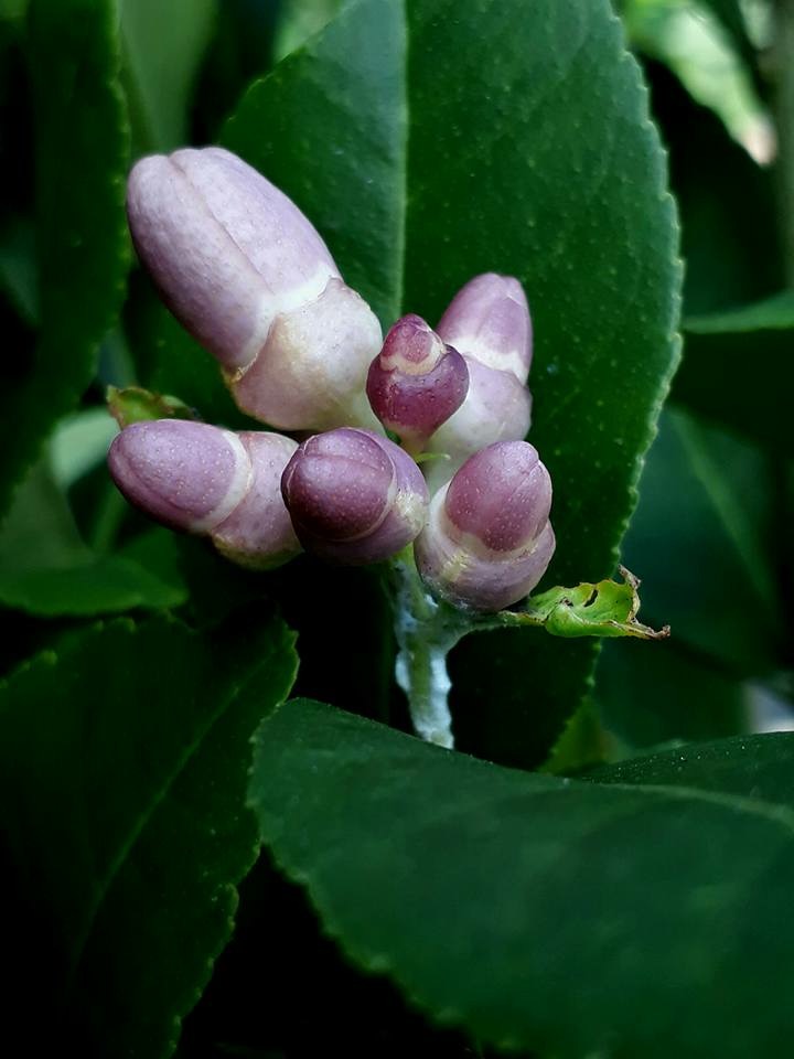 GH ฮอร์โมนเพื่อการเจริญเติบโต 25ml