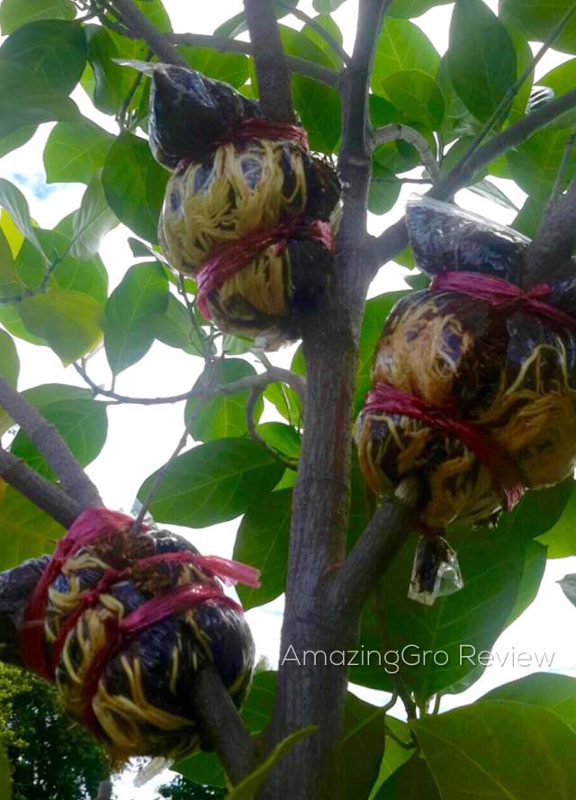 Amazing Gro เจลเร่งราก150ml