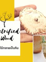 Petrified Wood (ไม้กลายเป็นหิน)
