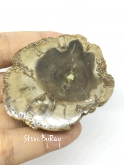 ฟอสซิลไม้กลายเป็นหินขัดเงาหน้าเดียว