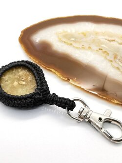 พวงกุญแจฟอสซิลแอมโมไนท์ (Ammonite)