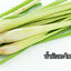 น้ำมันหอมระเหยกลิ่นตะไคร้หอม (Citronella Essential Oil) ขนาด 25 ml.