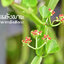 ยาเม็ดเพชรสังฆาตบรรเทาอาการริดสีดวงทวาร 100 เม็ด (ขาวละออ)