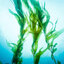 Kelp Plus เคลป์พลัส สารสกัดจากสาหร่ายเคลป์ (60 แคปซูล) อ้วยอันโอสถ Herbal One